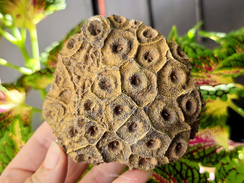 Petrified coral 383g (Morocco)