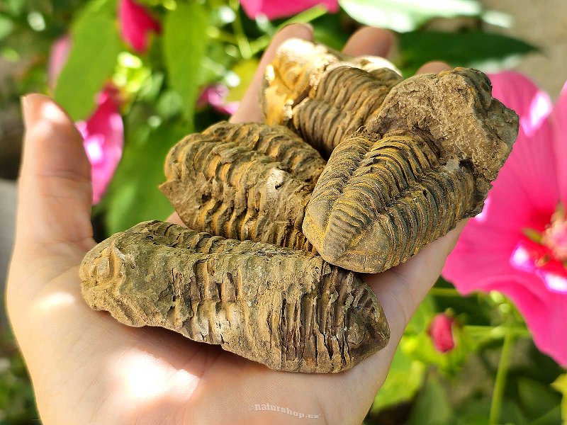 Calymene Trilobite natural (Morocco)