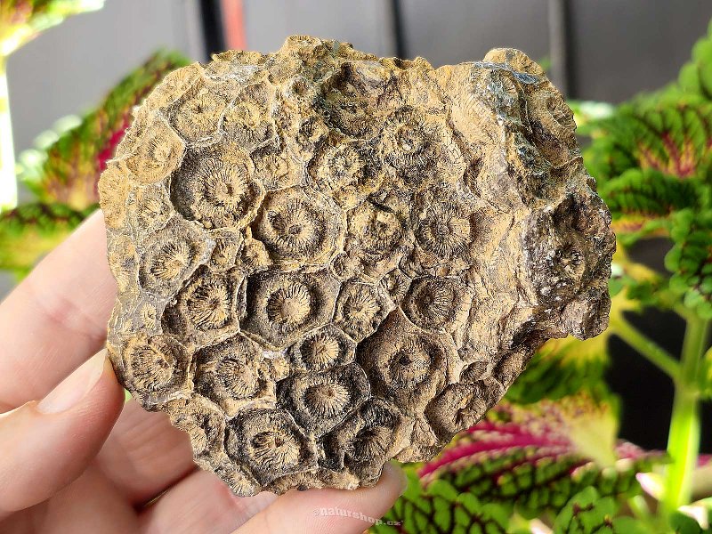 Petrified coral 254g (Morocco)