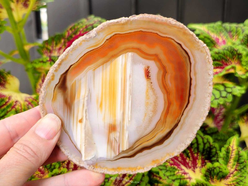 Agate polished honey slice from Brazil (114g)