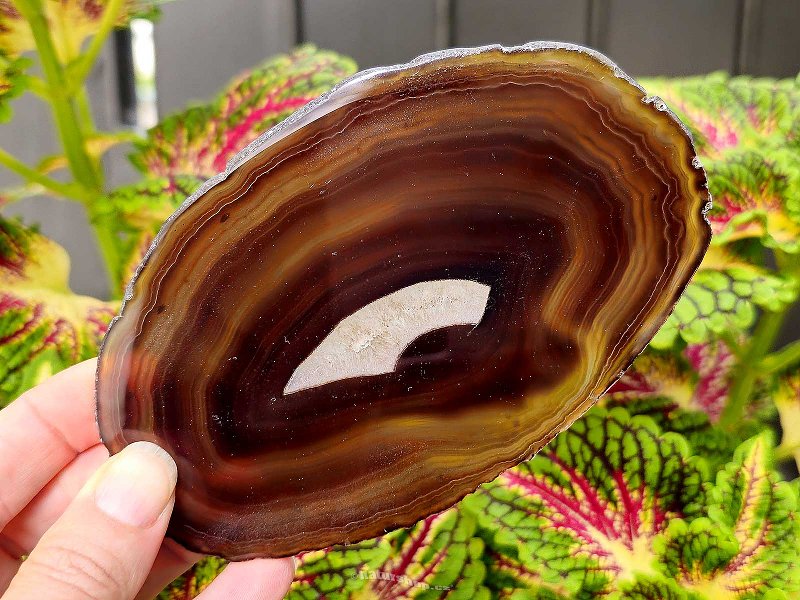 Agate polished brown slice from Brazil 104g