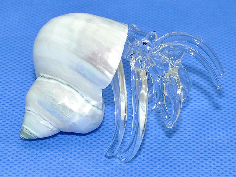 Glass Ráček with shells Turbo bruneus