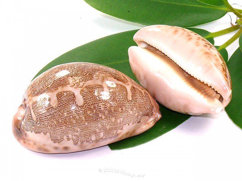 Shells Cypraea mappa (Philippines)