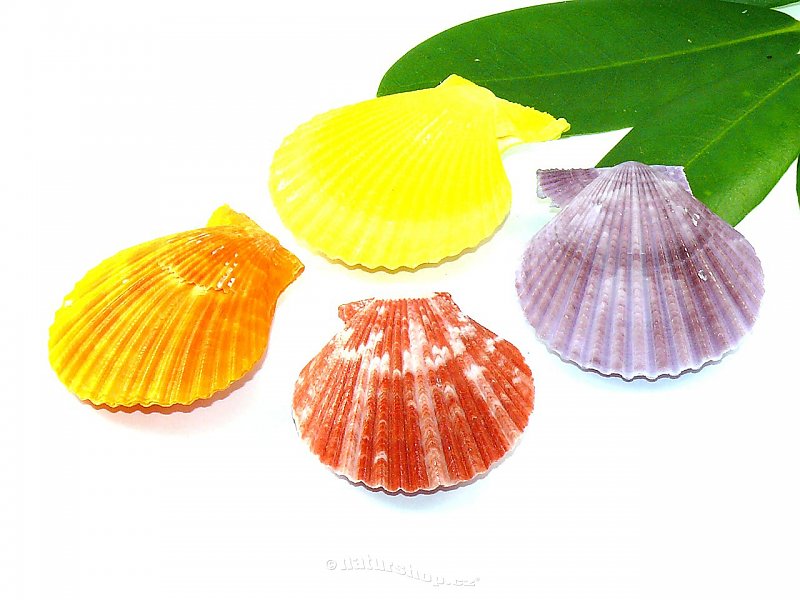 Pecten senatoria (Philippines) colored shells
