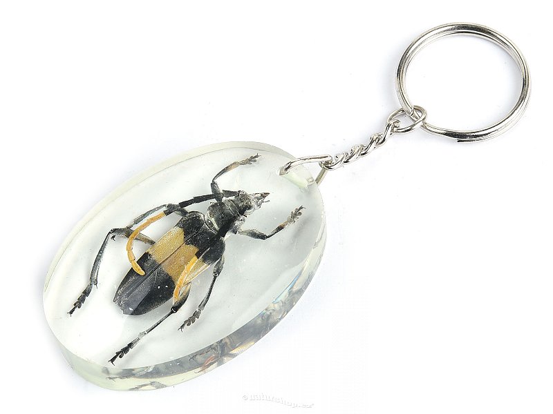 Key ring beetle TYP088