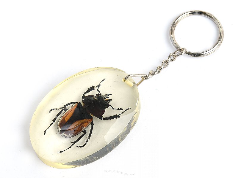 Key ring beetle TYP092