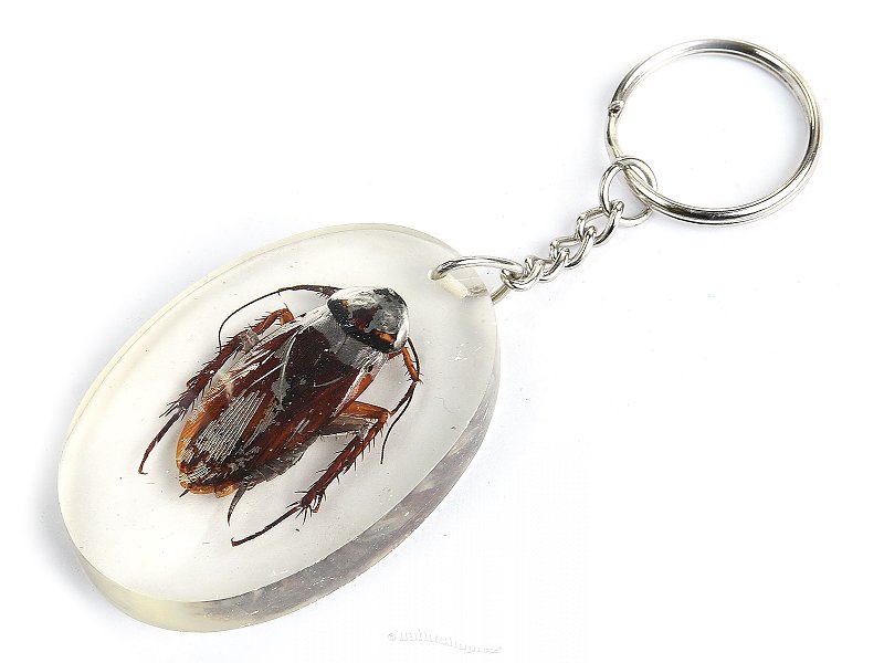Key ring beetle TYP087