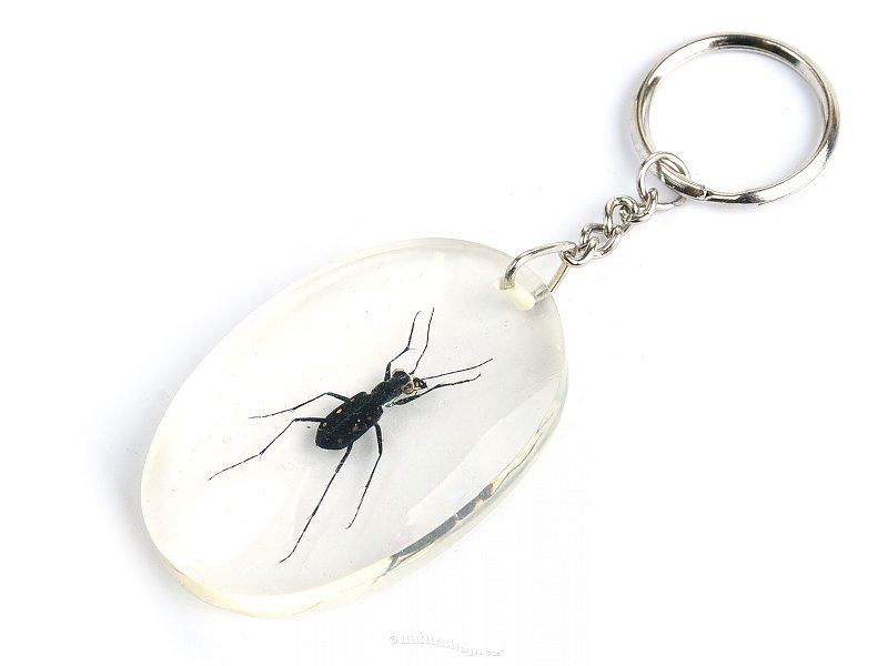 Key ring beetle TYP080