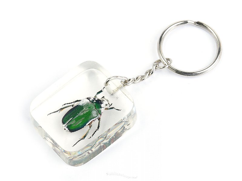 Key ring beetle TYP028