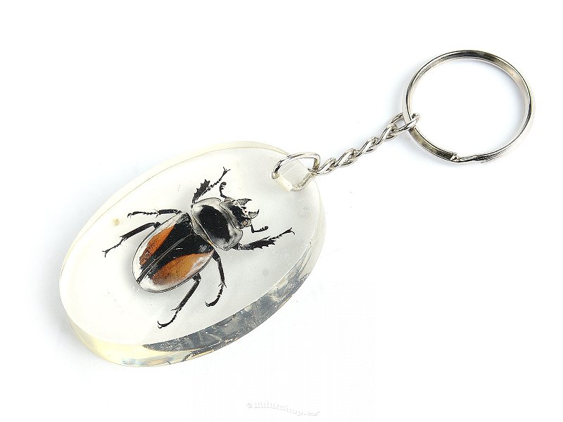 Key ring beetle TYP029
