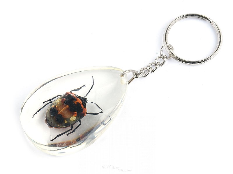 Key ring beetle TYP044