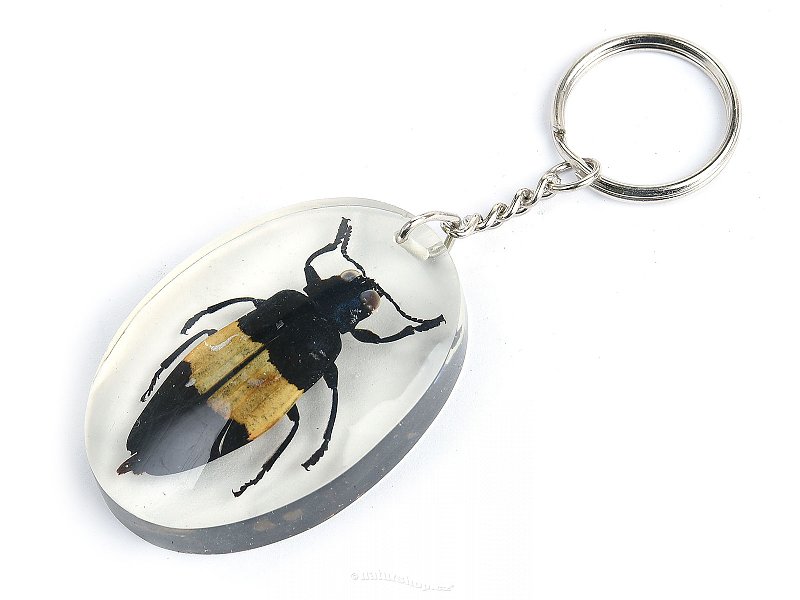 Key ring beetle TYP053