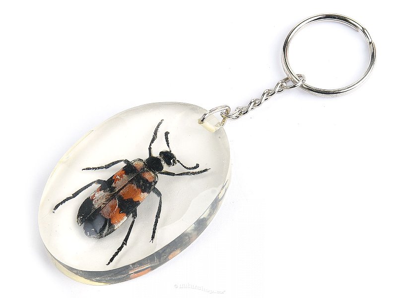 Key ring beetle TYP032