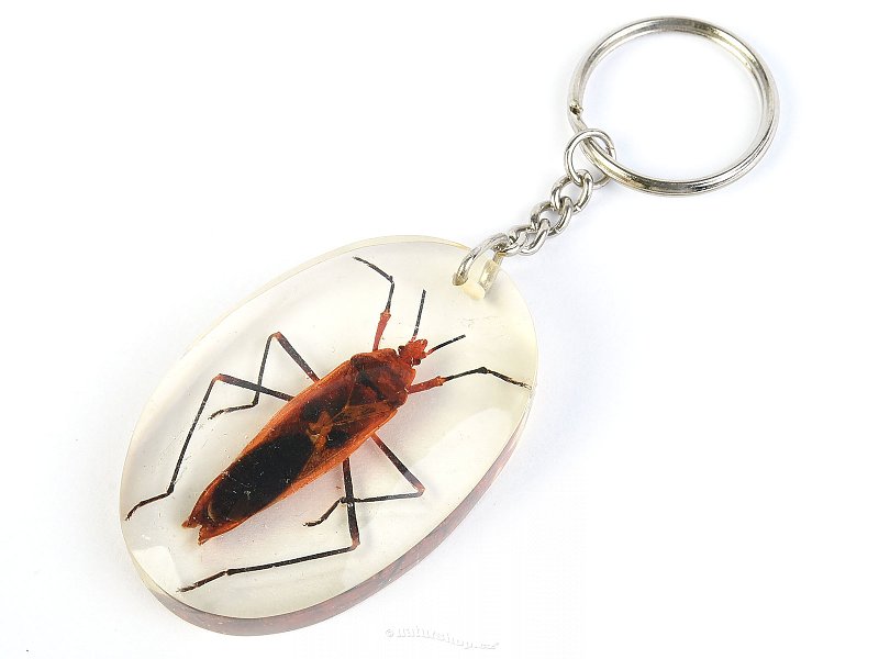Key ring beetle TYP082
