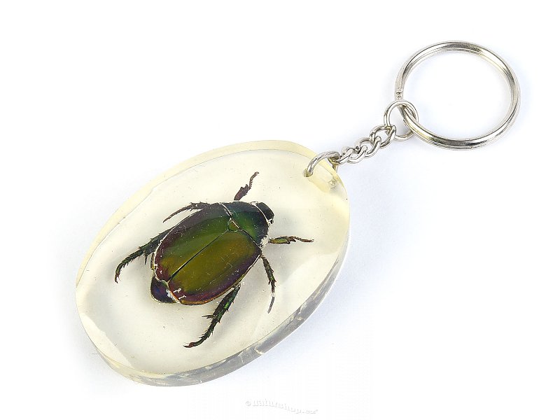 Key ring beetle TYP095