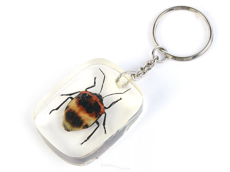 Key ring beetle TYP101