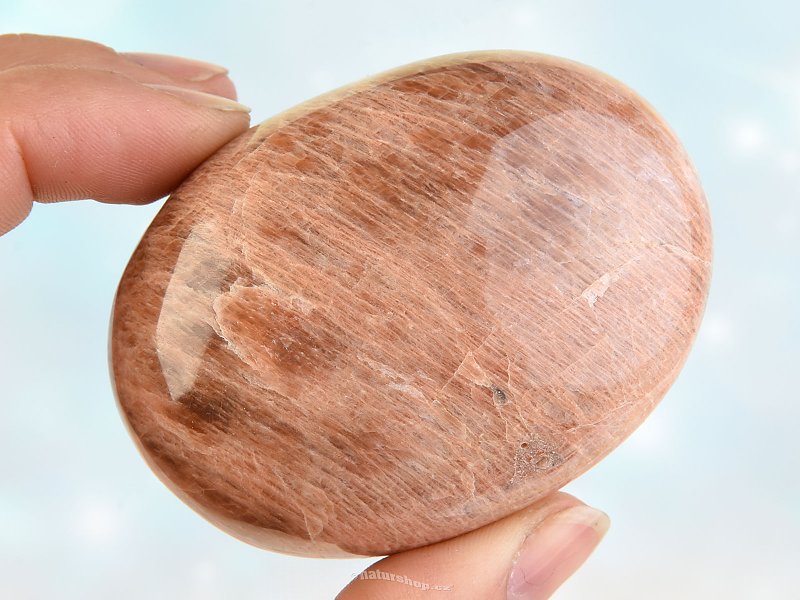 Adult Smooth Stone (fried) Madagascar 65mm