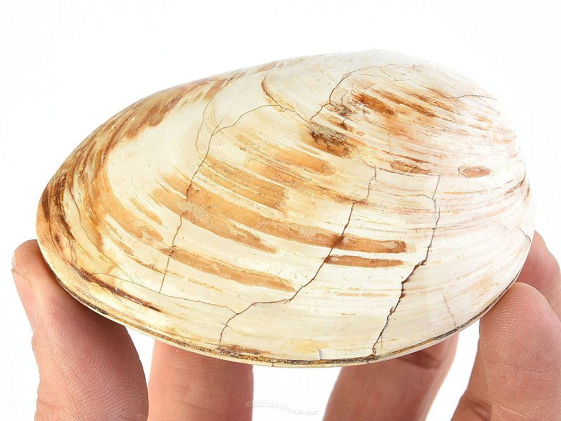 Fossil shells (Madagascar) 227g