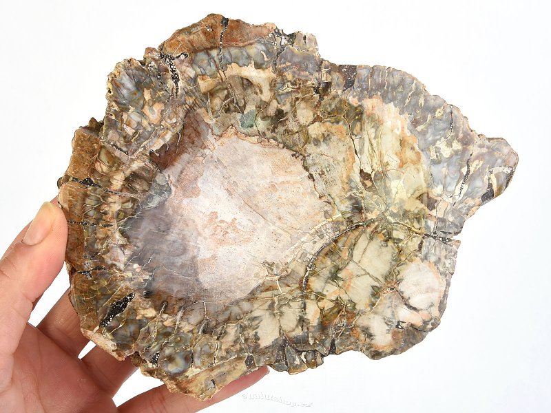 Zkamenělé dřevo miska (Madagaskar) 160mm