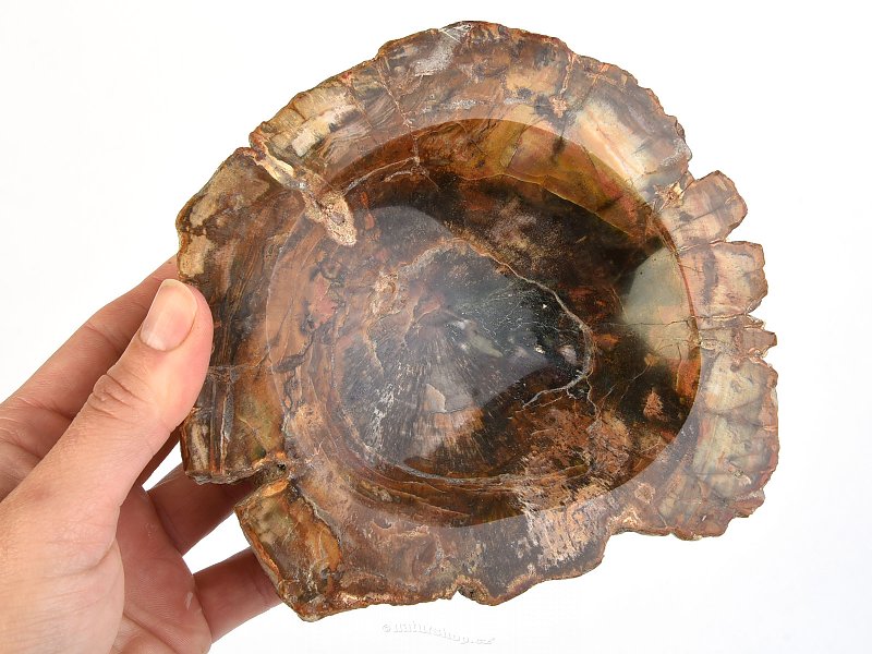 Zkamenělé dřevo miska (Madagaskar) 150mm