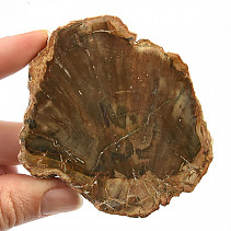 Dekorační plátek zkamenělého dřeva 74g