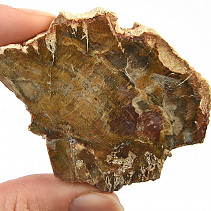Dekorační plátek zkamenělého dřeva 37g