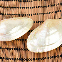 Macridae - mušle leštěná na perleť