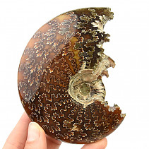 Ammonite for collectors 338g