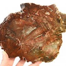 Zkamenělé dřevo plátek (1207g)