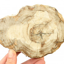 Zkamenělé dřevo plátek (380g)