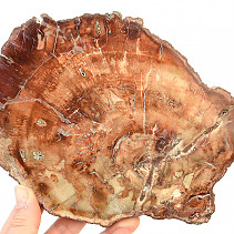Zkamenělé dřevo plátek (642g)