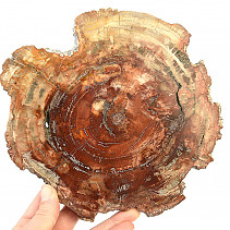 Zkamenělé dřevo plátek (981g)