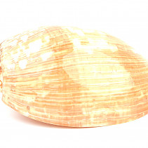 Melo umbligatus selection mussel 294g