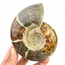 Selected ammonite 591g in total