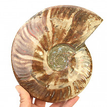 Whole ammonite - opal luster (1450g)