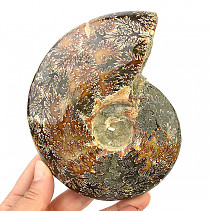 Whole ammonite (648g)