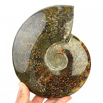Whole ammonite (1468g)