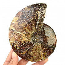 Ammonite 675g in total
