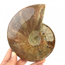 Ammonite with opal luster whole (729g)