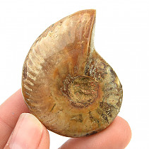 Ammonite with opal luster (29g)