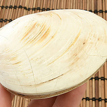 Fossil shells for collectors 194g