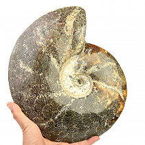 Large ammonite whole Madagascar 4053g