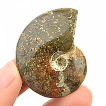 Ammonite with opal luster (23g)