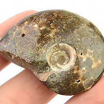 Fosilní amonit vcelku s opálovým leskem (22g)