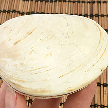 Fossil shells for collectors 190g