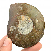 Fossilized ammonite in rock (Erfoud, Morocco) 86g