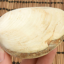 Fossil shells for collectors 202g