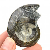 Goniatite fossil Morocco 43g