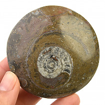 Fossil ammonite in rock (Erfoud, Morocco) 89g