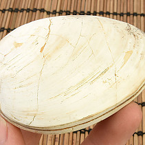 Fossil shells for collectors 178g
